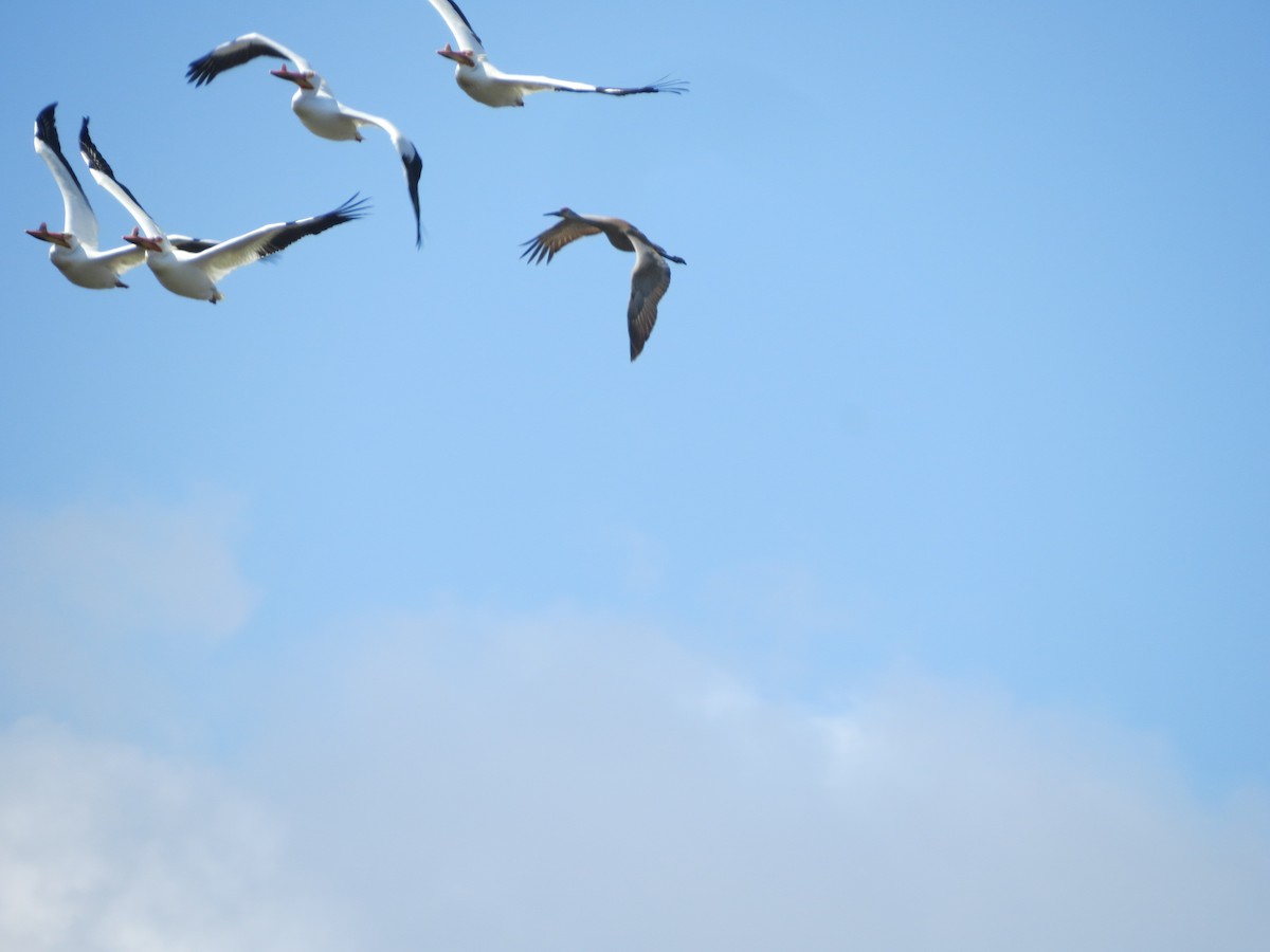 American White Pelican - ML335225081