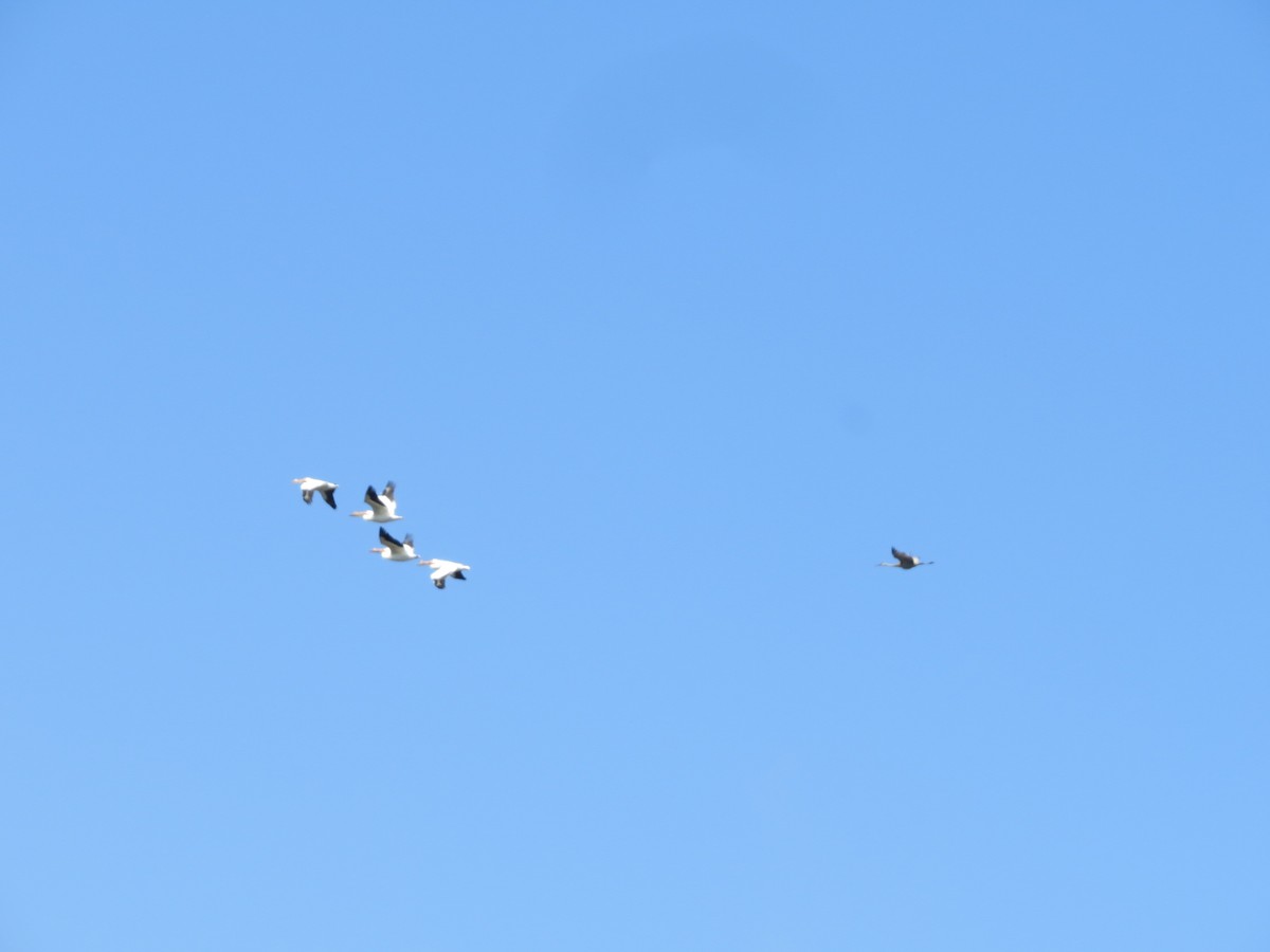 American White Pelican - ML335225481