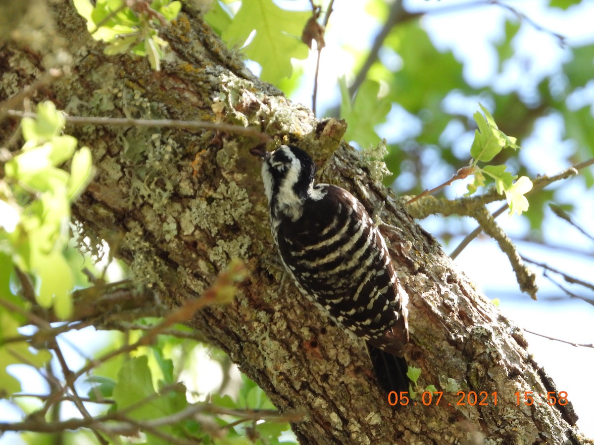 Nuttall's Woodpecker - ML335226541