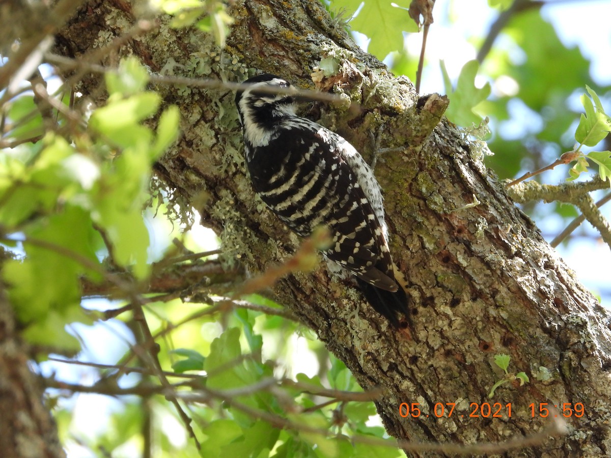 Nuttall's Woodpecker - ML335226671