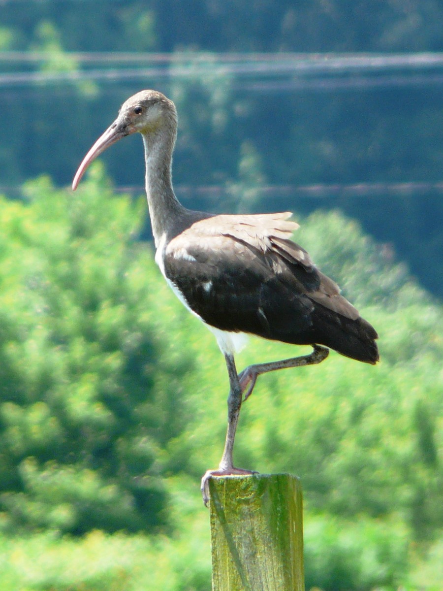 White Ibis - ML33522691