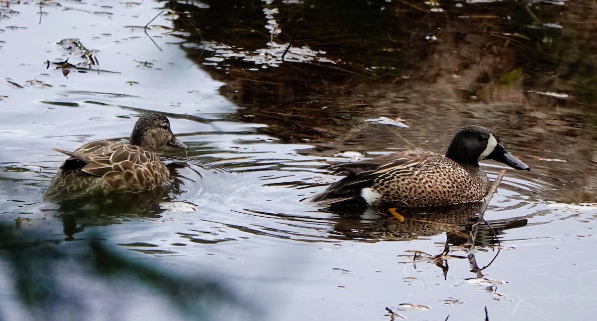 Blue-winged Teal - Connor Goff