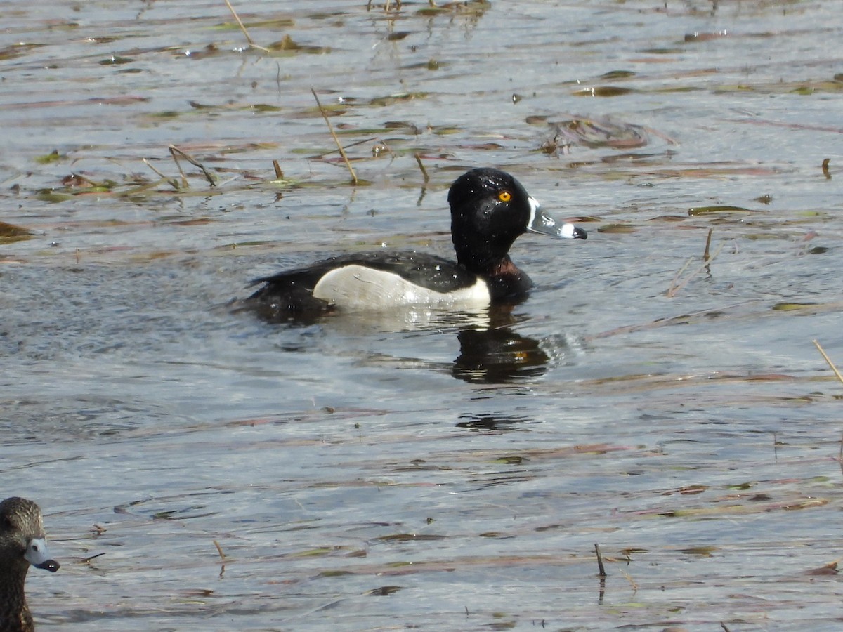 Ring-necked Duck - ML335229701