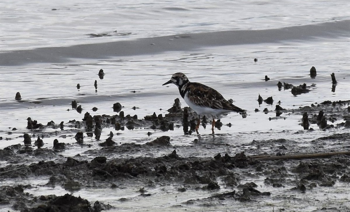 Ruddy Turnstone - ML335231851