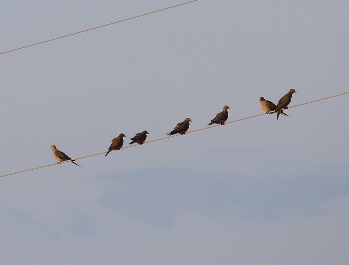 Mourning Dove - ML33523251