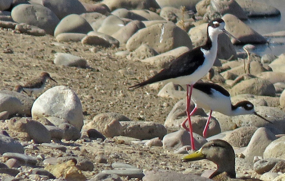 Black-necked Stilt - ML335232681