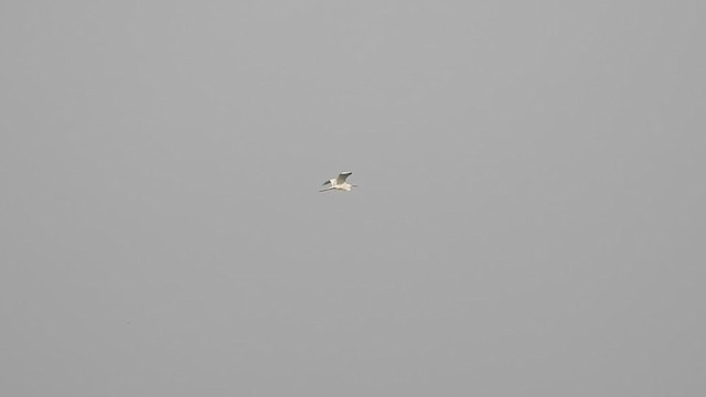 Little Egret - ML335233721