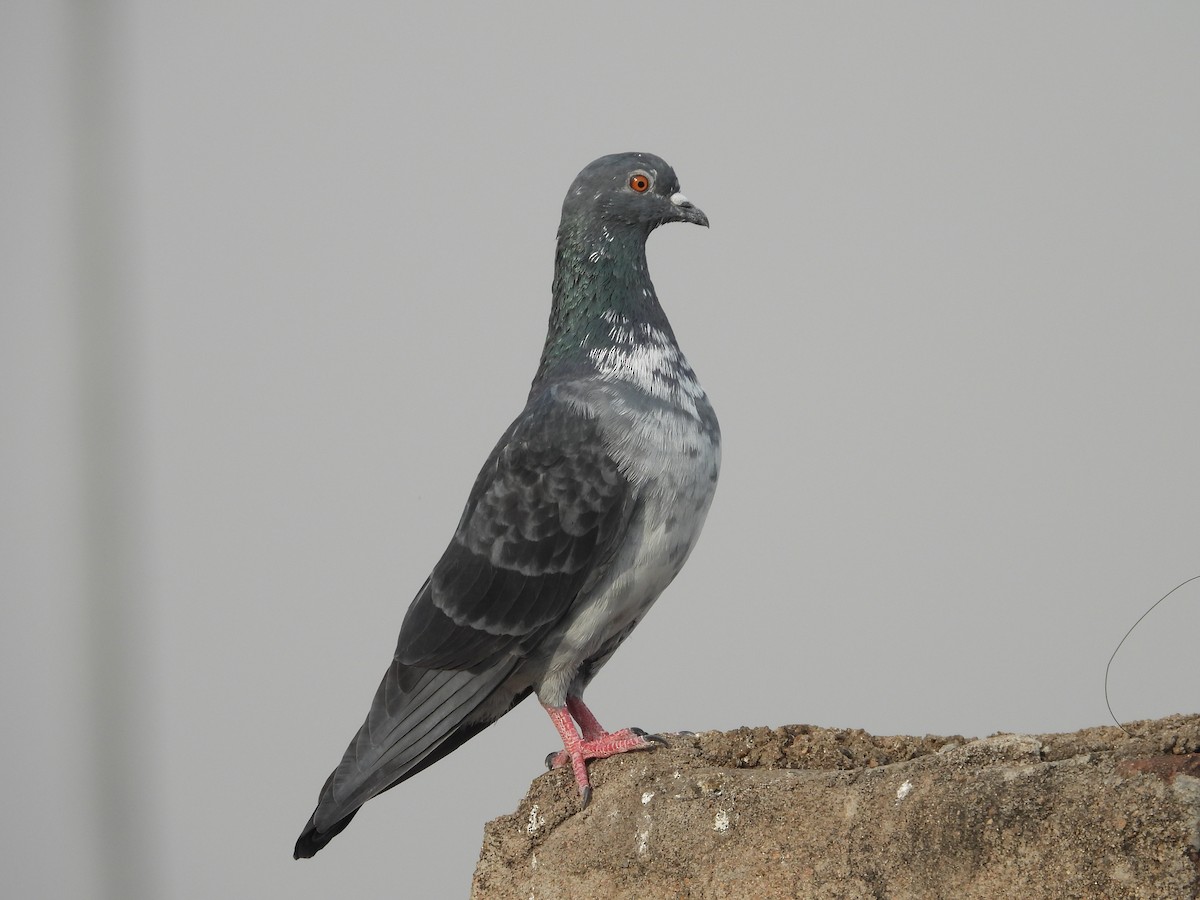 Rock Pigeon (Feral Pigeon) - ML335233811