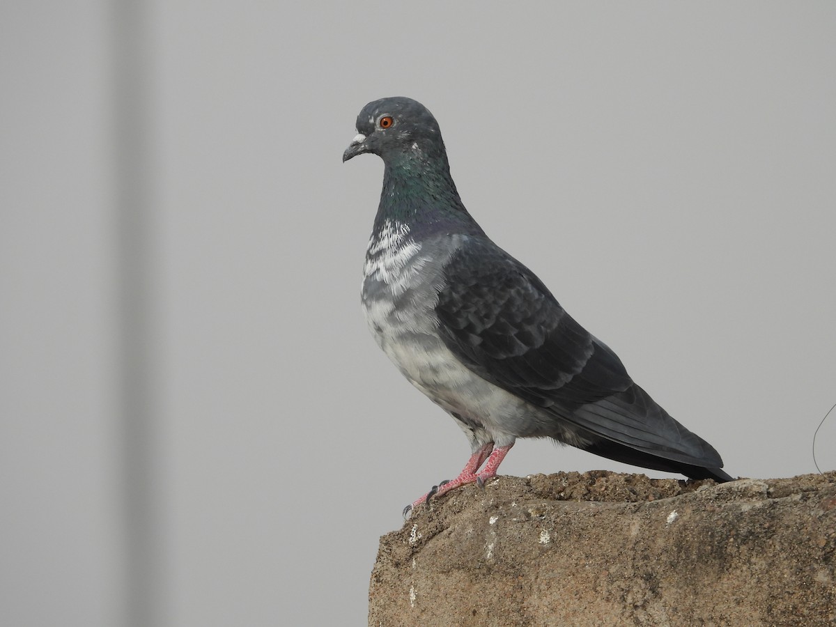 Rock Pigeon (Feral Pigeon) - ML335233821