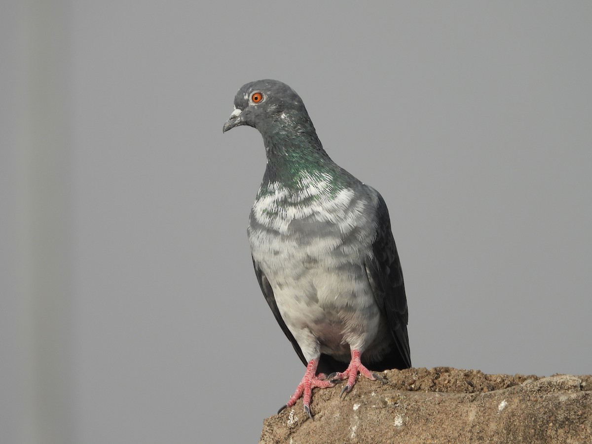 Rock Pigeon (Feral Pigeon) - ML335233831