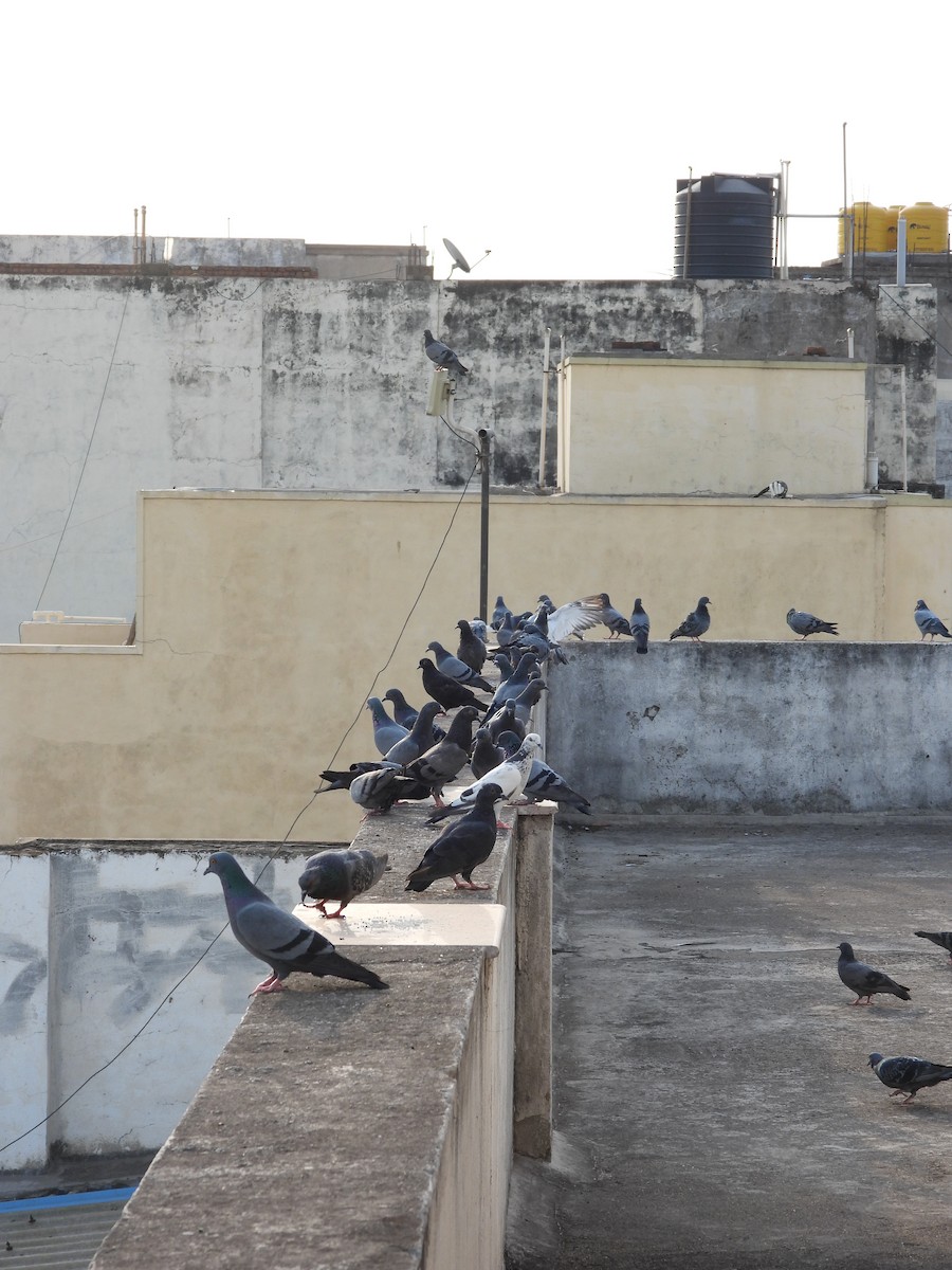 Rock Pigeon (Feral Pigeon) - ML335234181