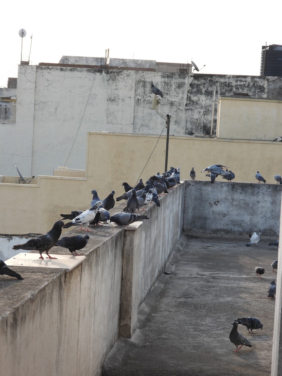 Rock Pigeon (Feral Pigeon) - ML335234191