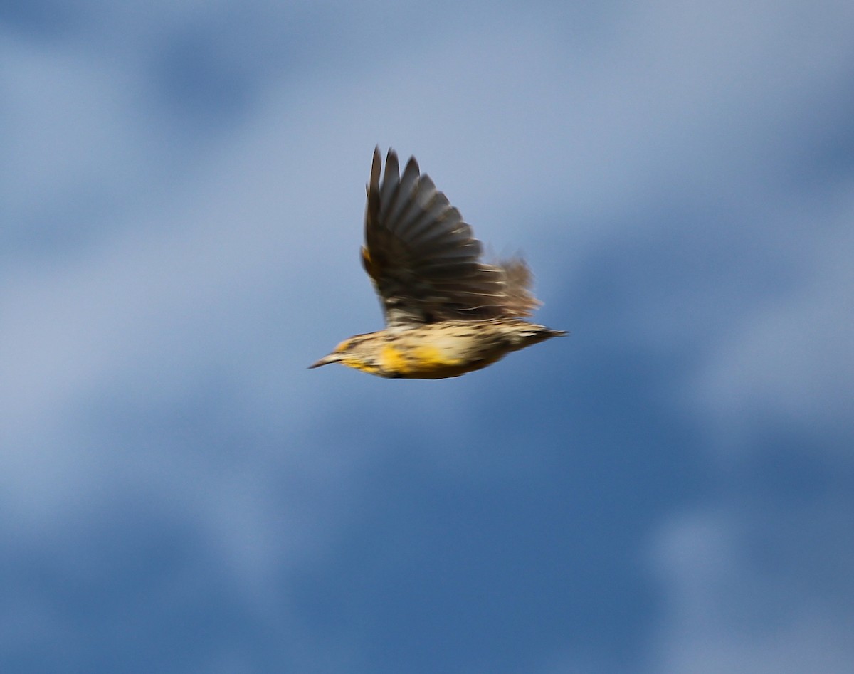 Eastern Meadowlark - ML33523491