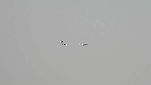 Eastern Cattle Egret - ML335235611