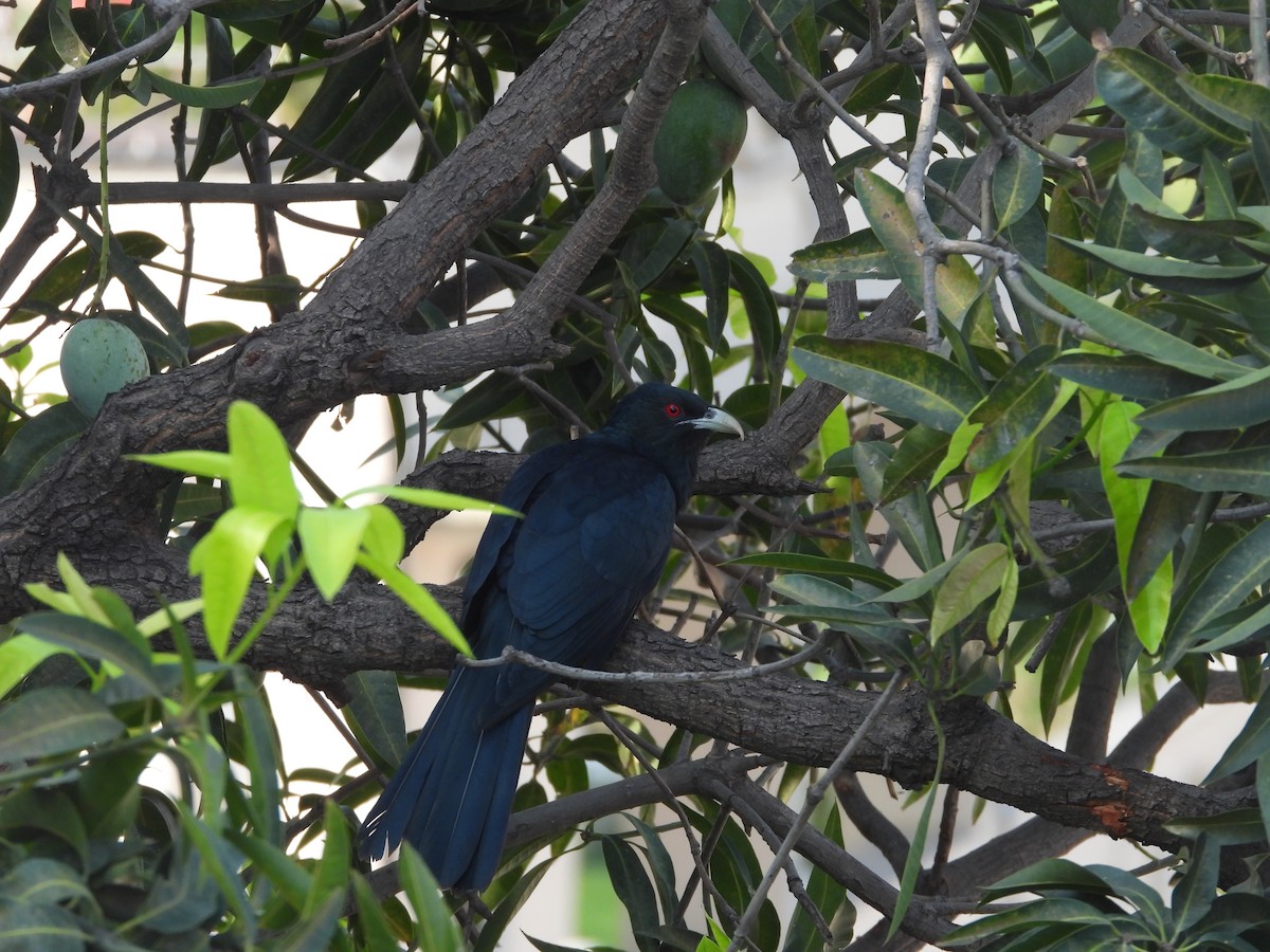 Asian Koel - Hakimuddin F Saify