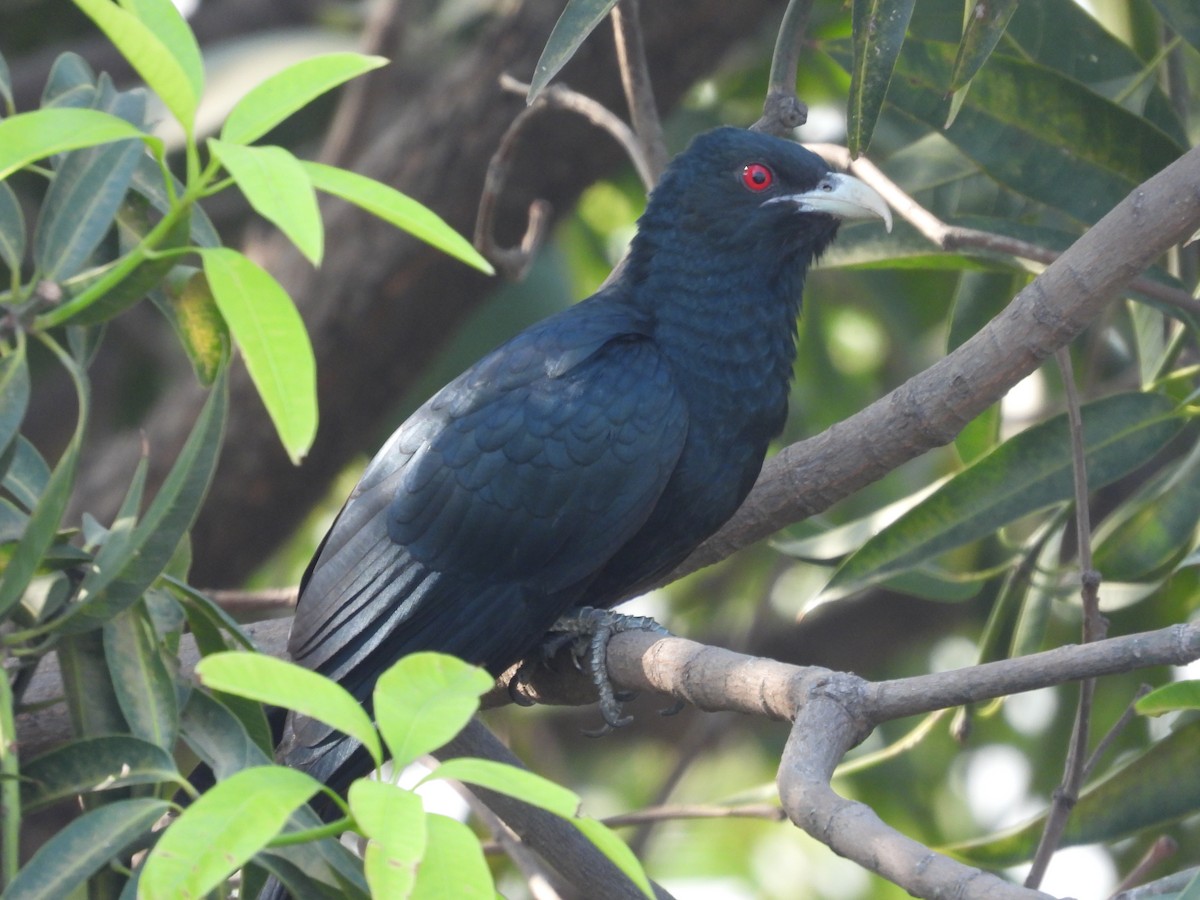 Asian Koel - Hakimuddin F Saify