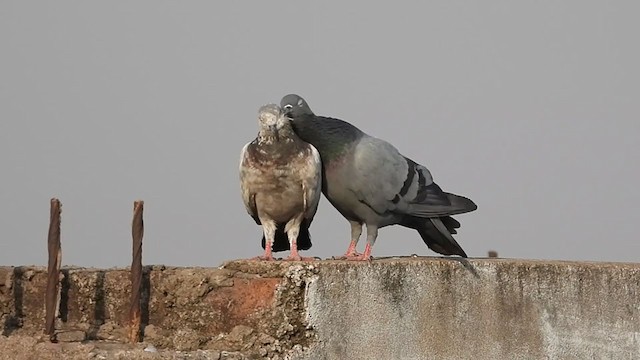 Rock Pigeon (Feral Pigeon) - ML335236031