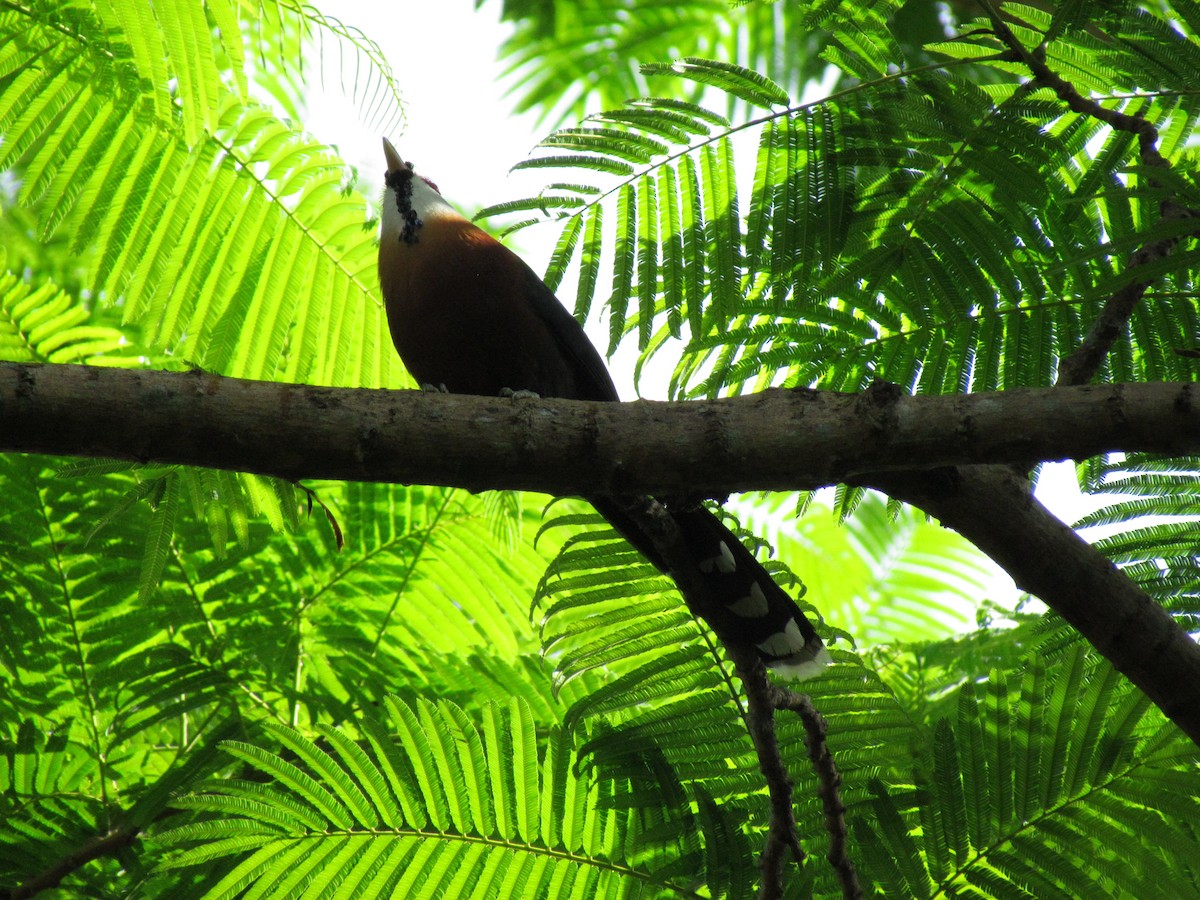 Scale-feathered Malkoha - Linda Gocon