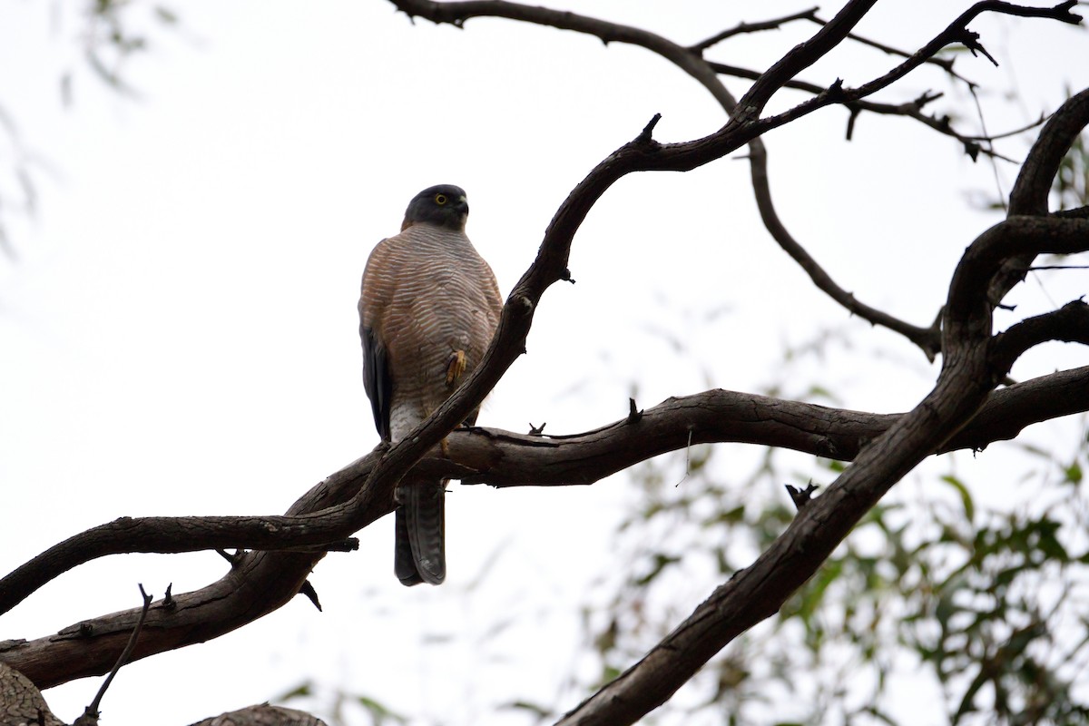 Collared Sparrowhawk - ML335237351