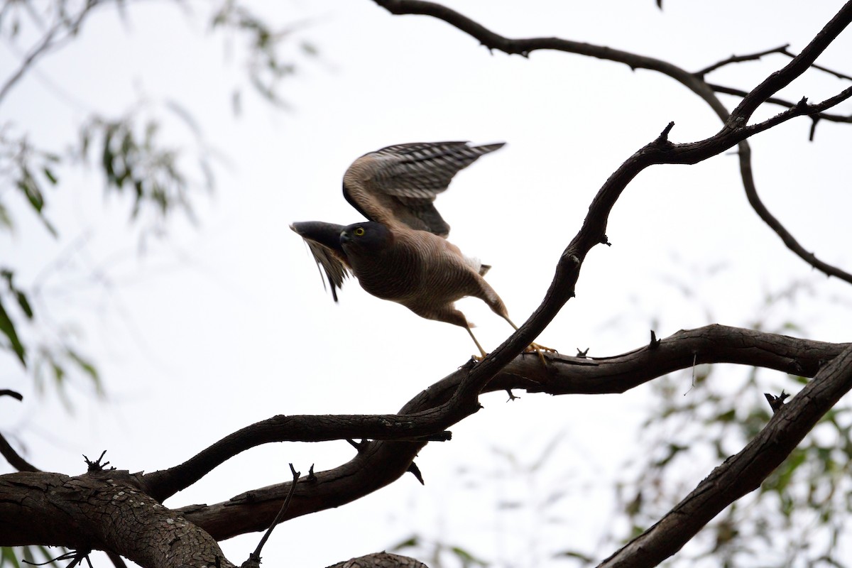 Collared Sparrowhawk - ML335237361