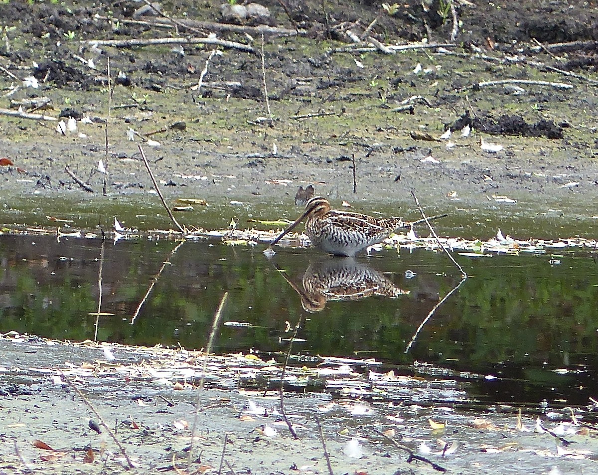 Wilson's Snipe - ML33523851