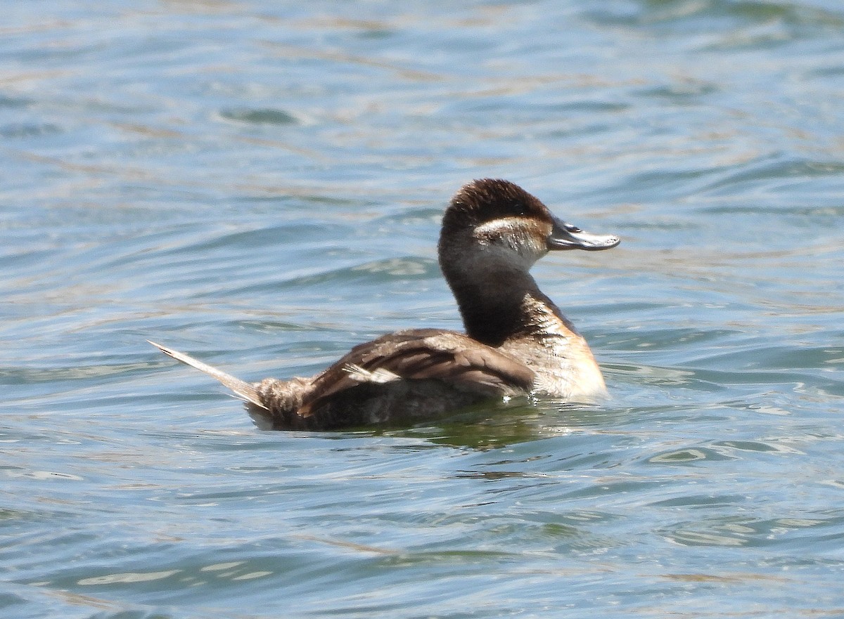 Ruddy Duck - ML335239071