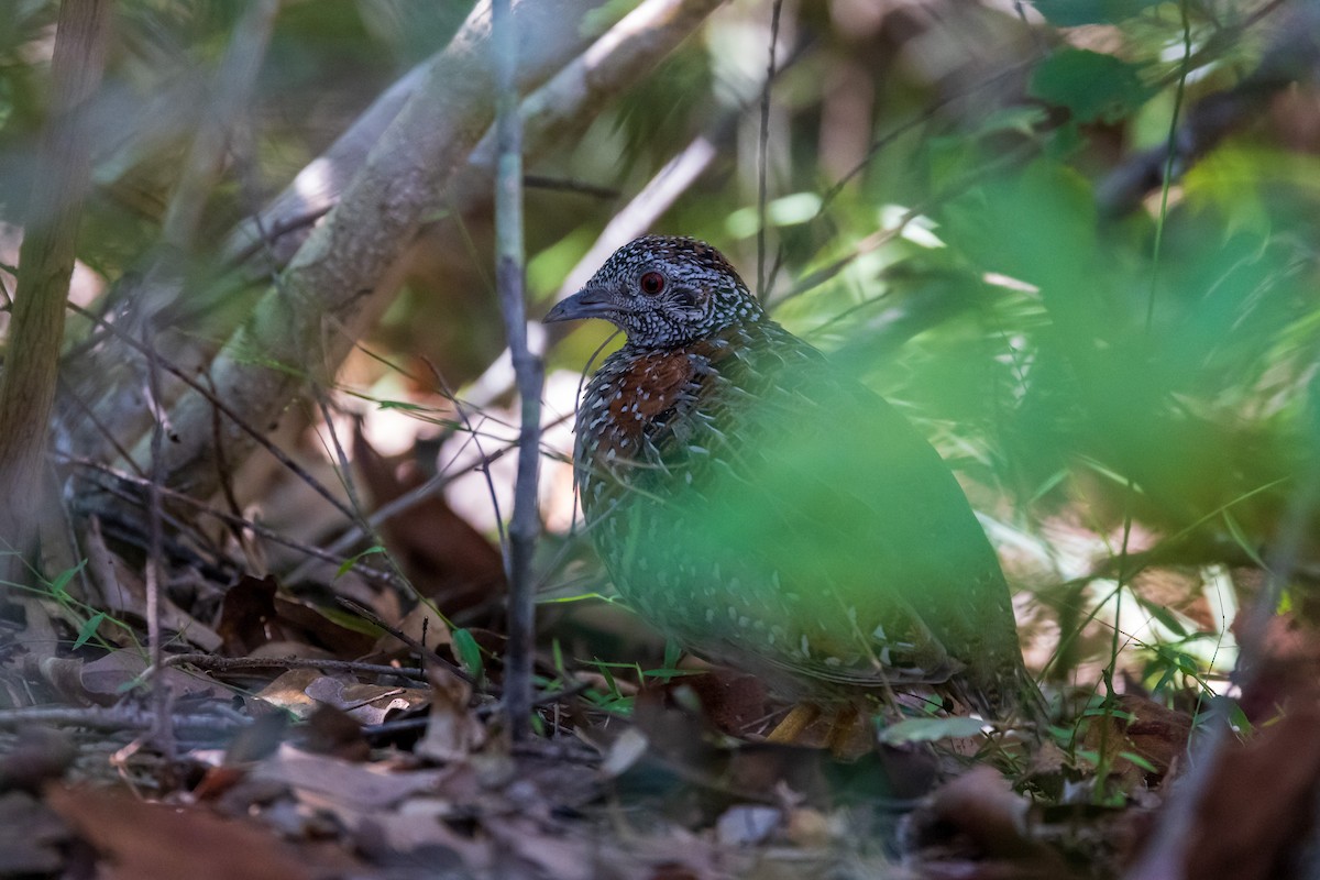 Painted Buttonquail - ML335240271
