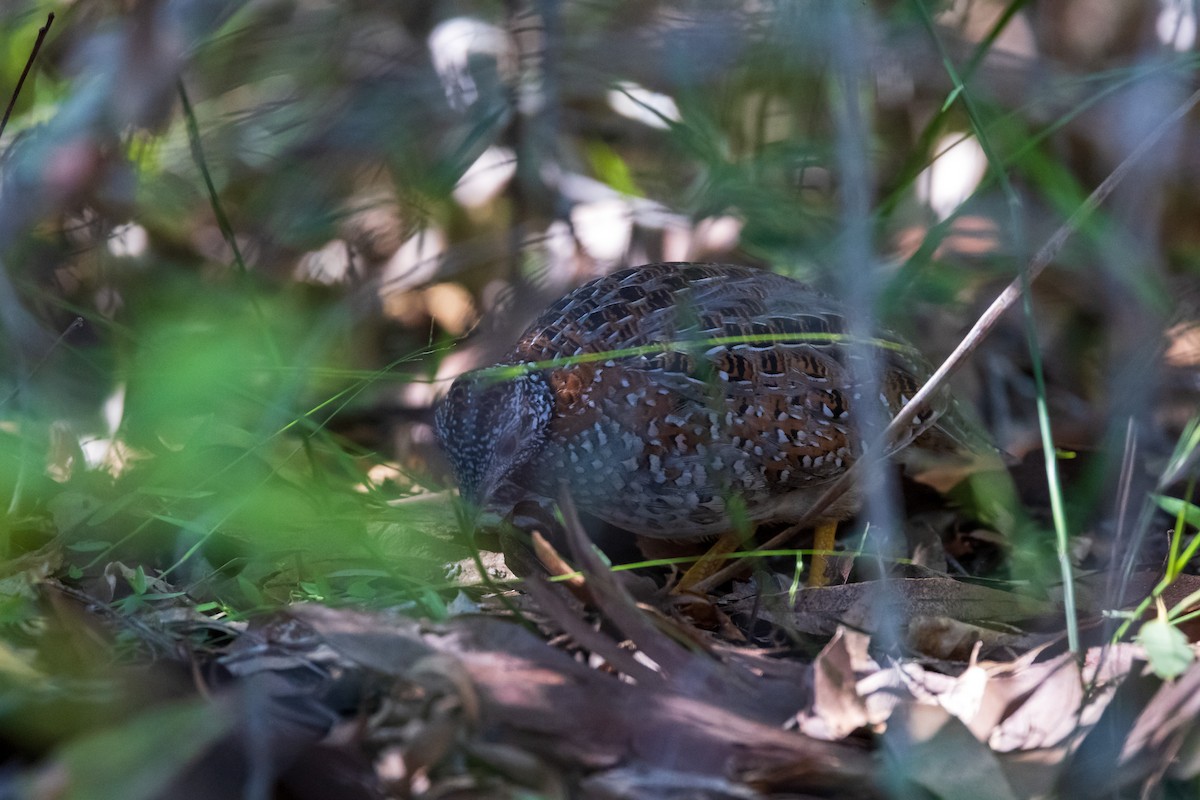 Painted Buttonquail - ML335240301