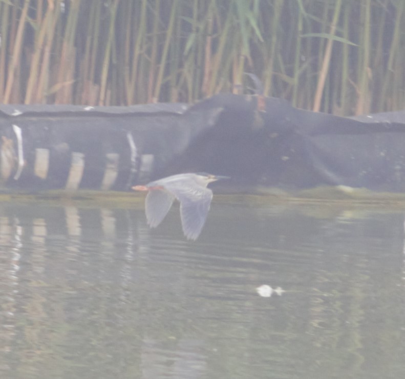 Striated Heron - Thomas Ostrowski