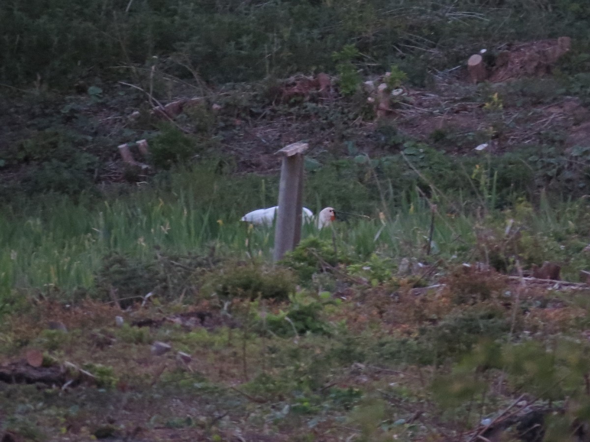 Eurasian Spoonbill - Dirk von Werne