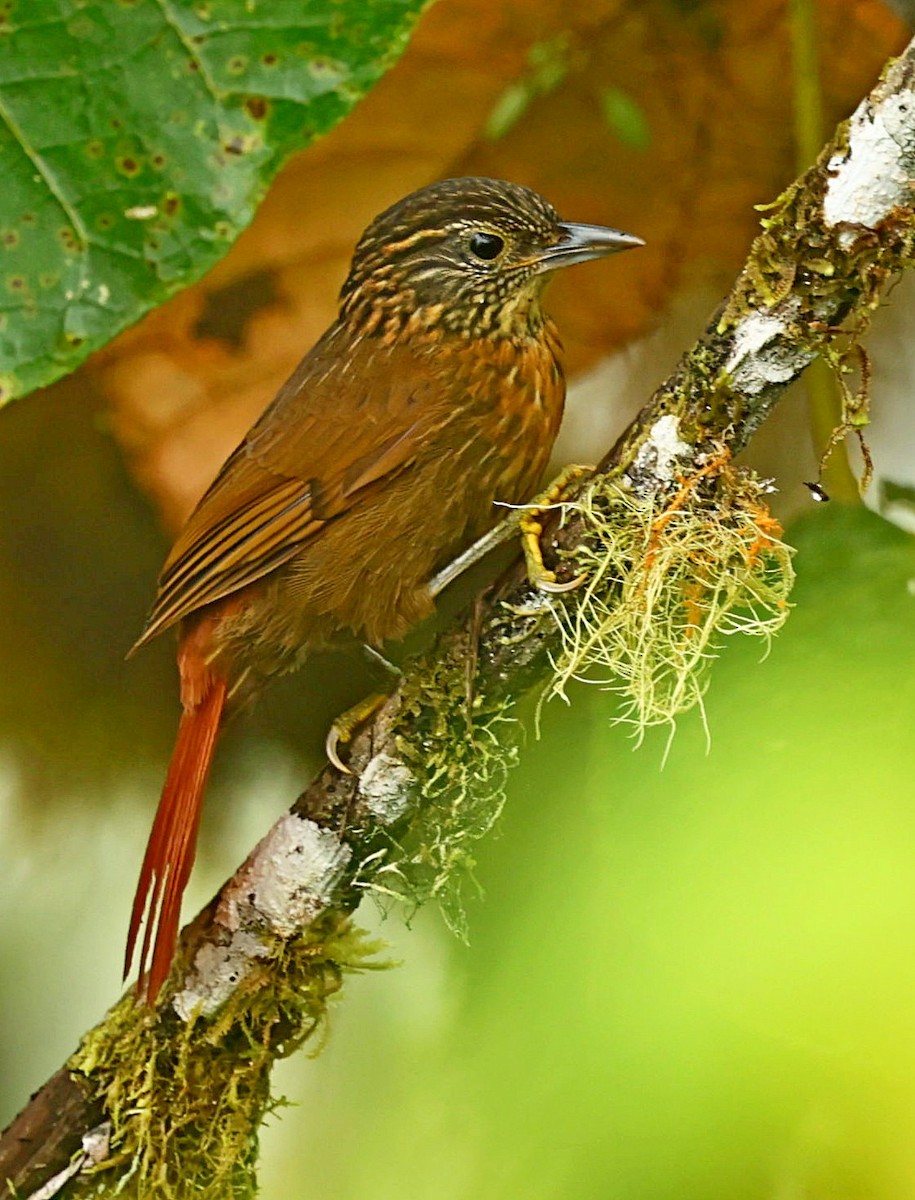 Lineated Foliage-gleaner - ML335241651