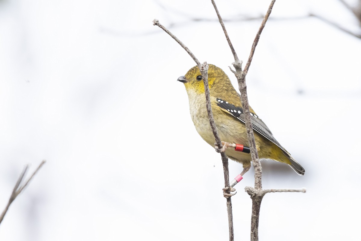 Forty-spotted Pardalote - ML335241691
