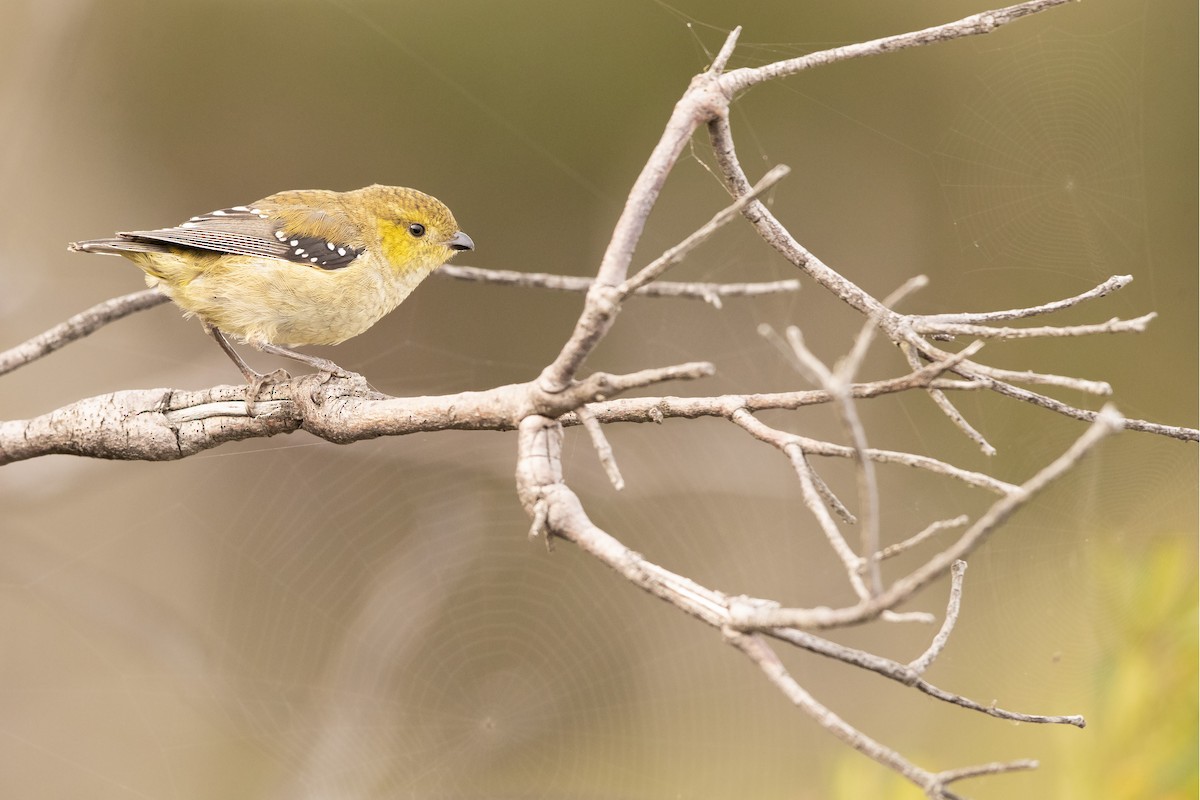 Forty-spotted Pardalote - Chris Murray