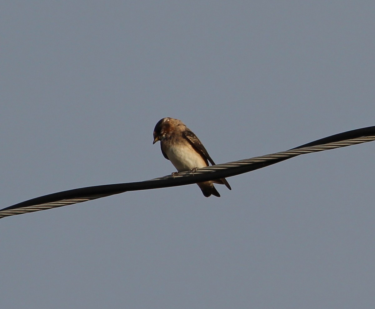 Barn Swallow - Jessie  Brantwein