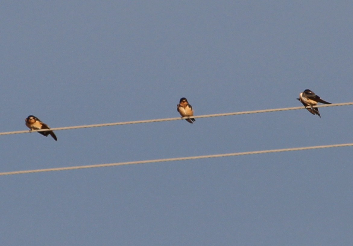 Barn Swallow - ML33524441