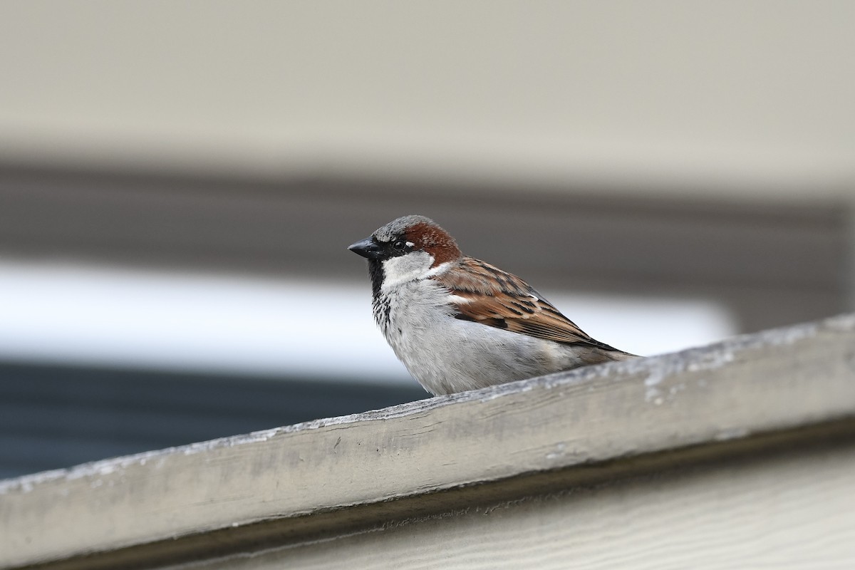 House Sparrow - David Olsen