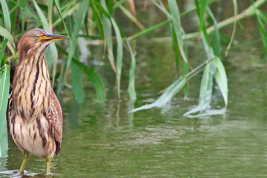 Cinnamon Bittern - ML335245101