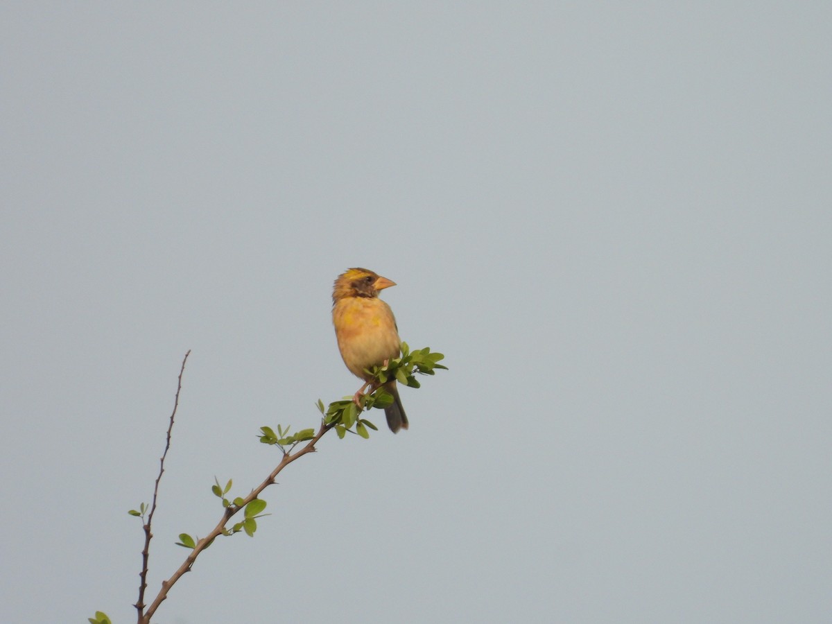 Baya Weaver - ML335245181