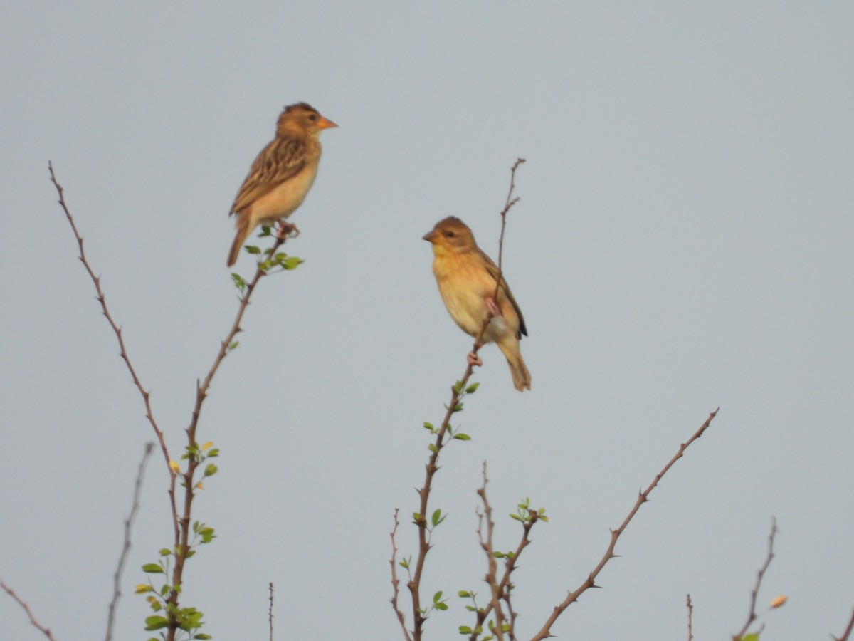 Baya Weaver - ML335245221