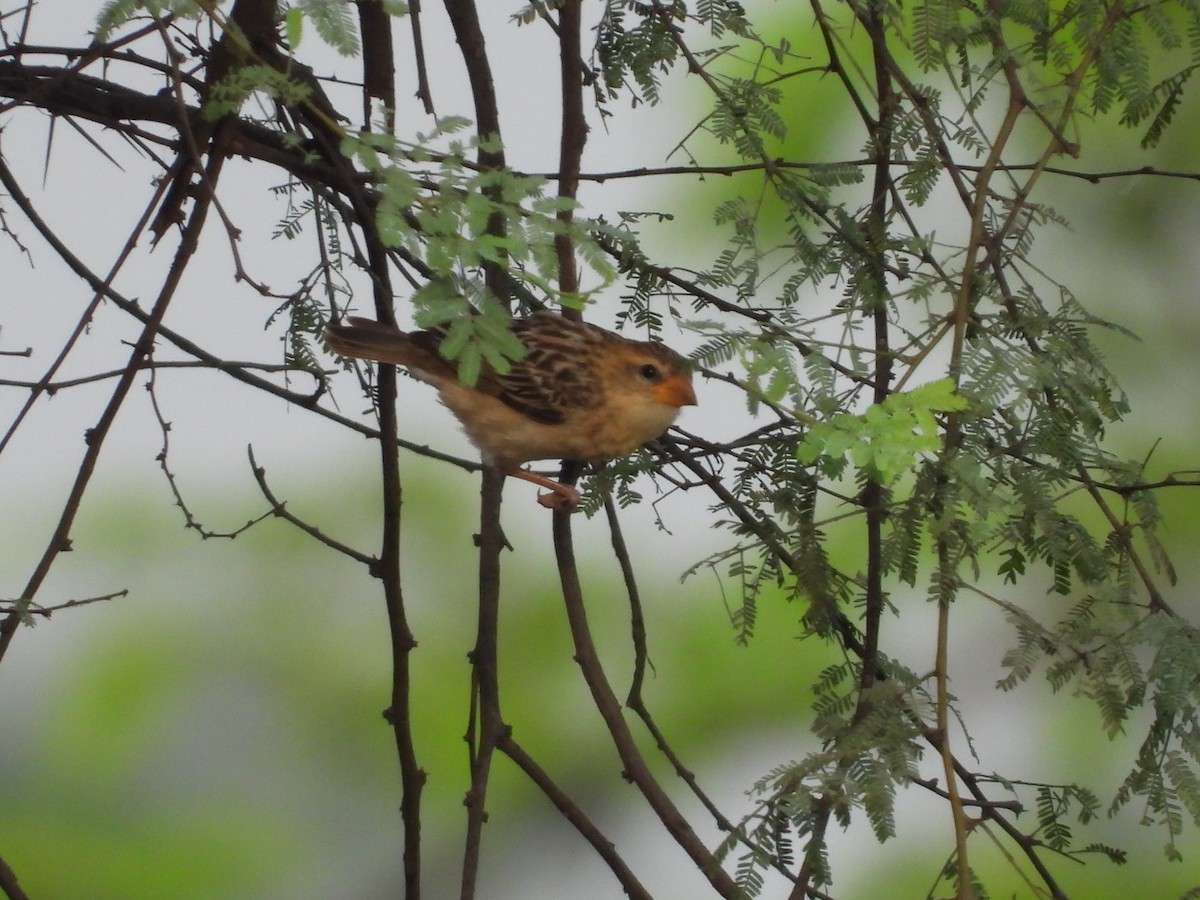 Baya Weaver - ML335245241