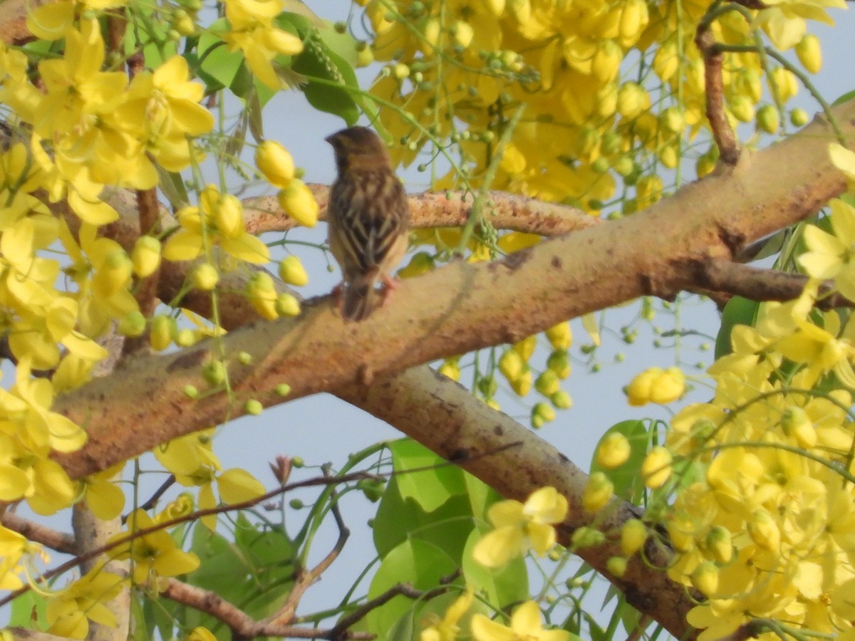 Baya Weaver - ML335245251