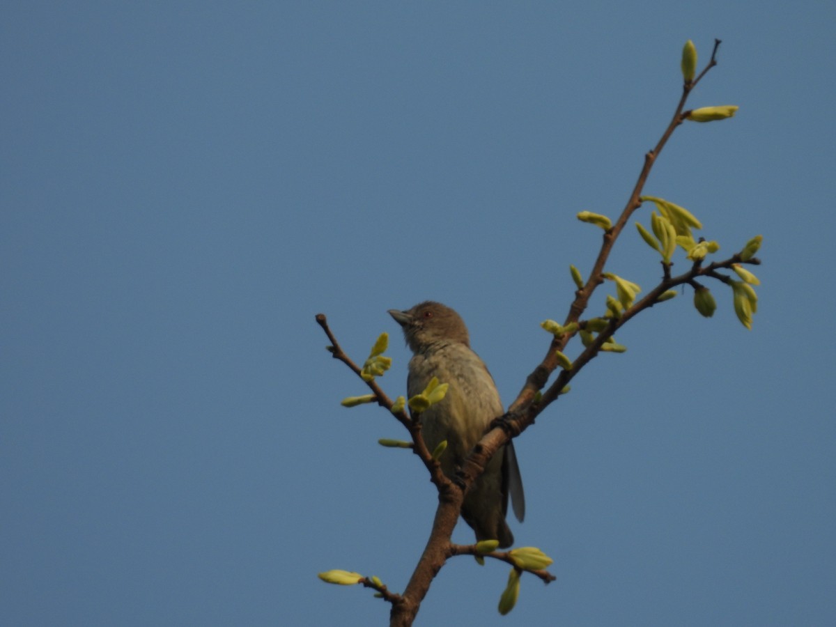 Thick-billed Flowerpecker - ML335245261