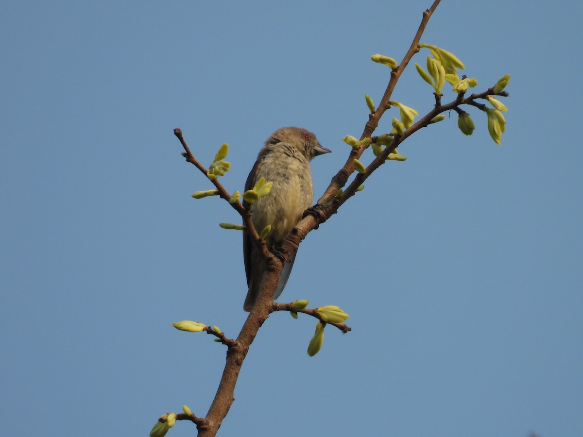 Thick-billed Flowerpecker - ML335245271