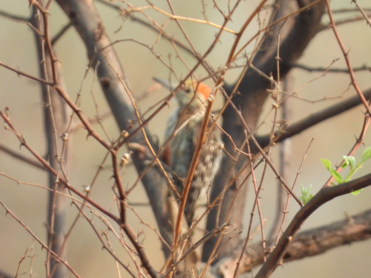 Yellow-crowned Woodpecker - ML335245291