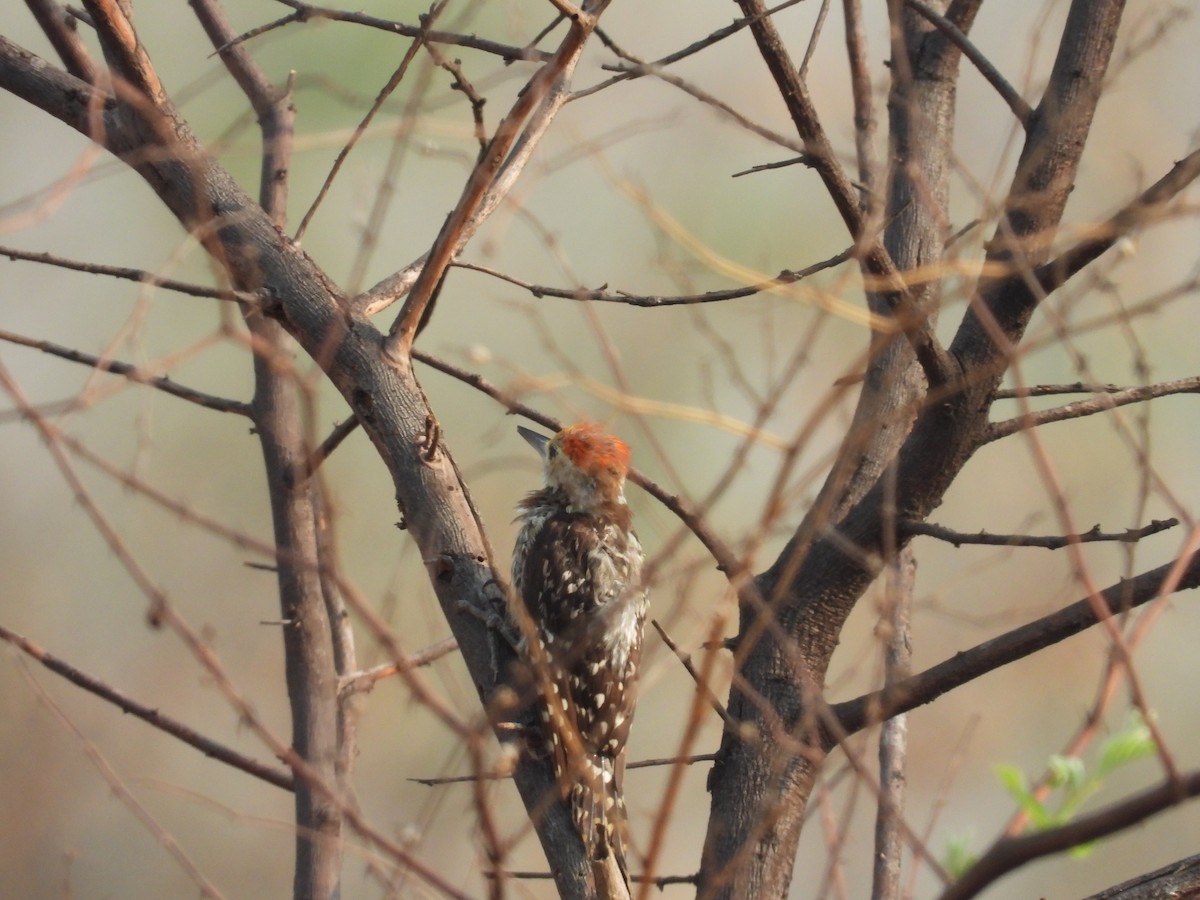 Yellow-crowned Woodpecker - ML335245301