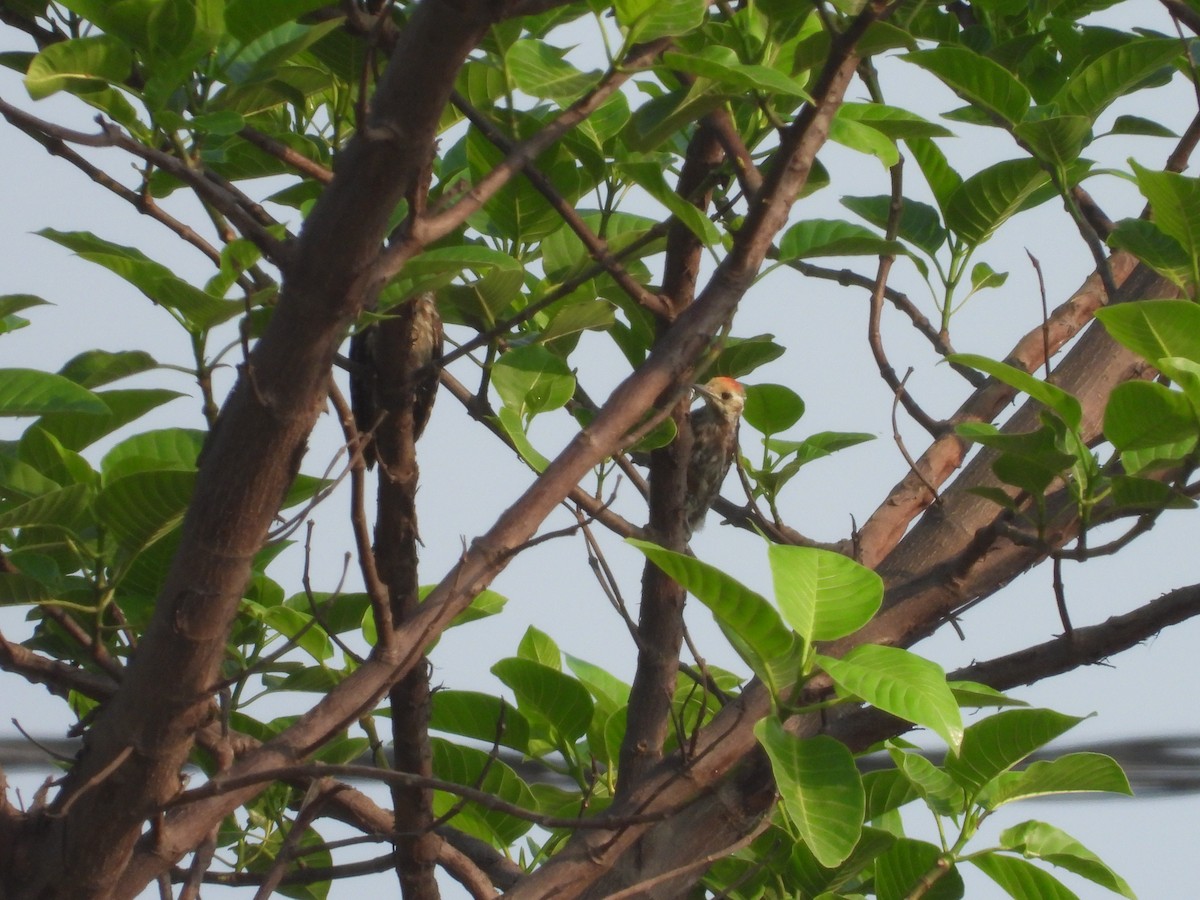 Yellow-crowned Woodpecker - ML335245321