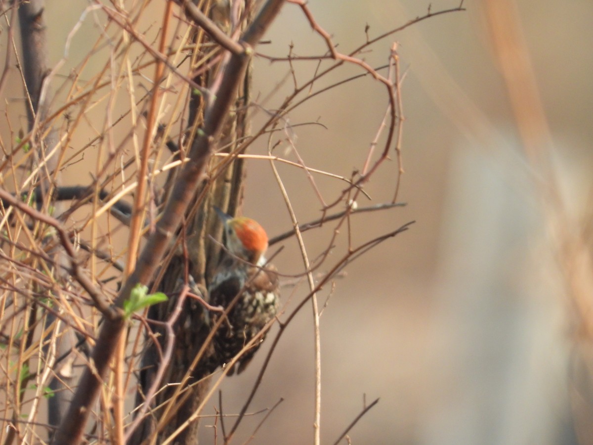 Yellow-crowned Woodpecker - ML335245331