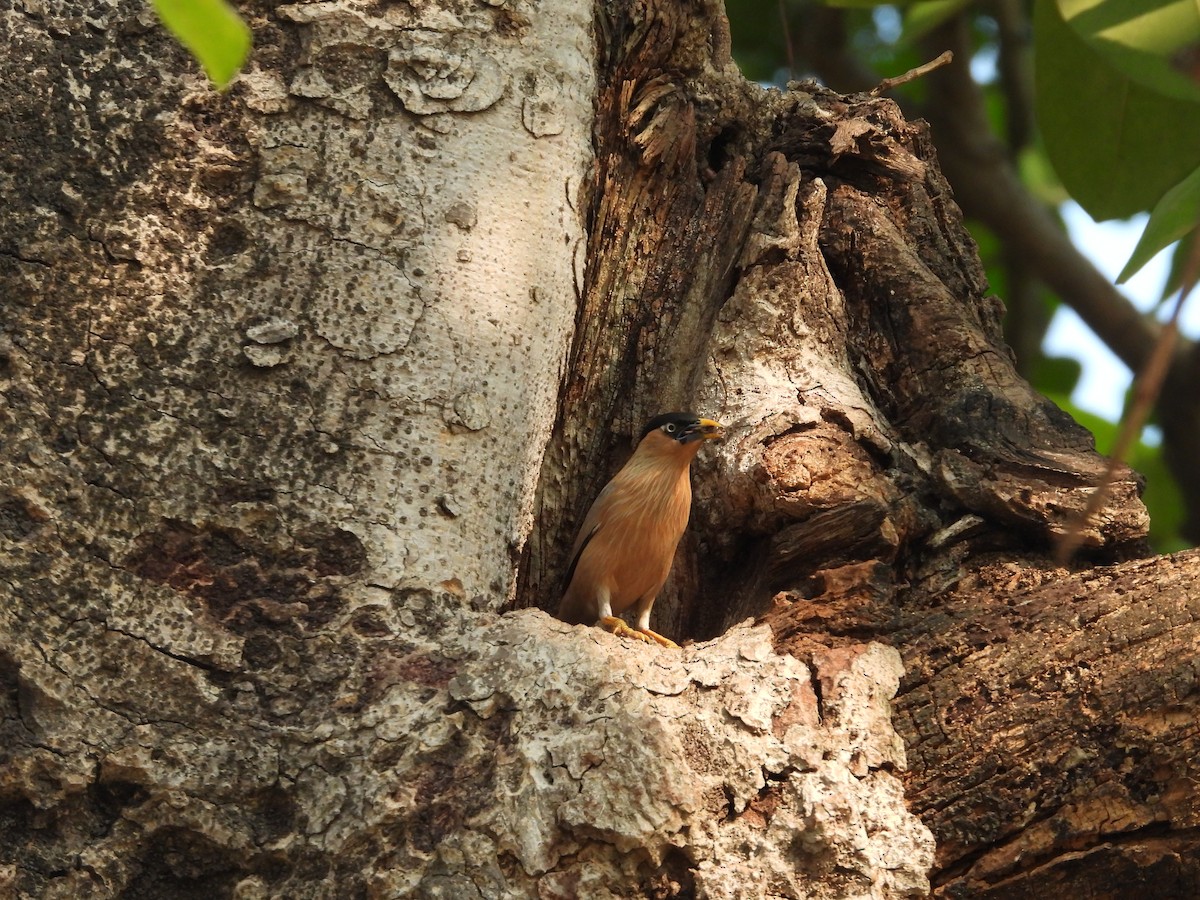 Brahminy Starling - Hakimuddin F Saify