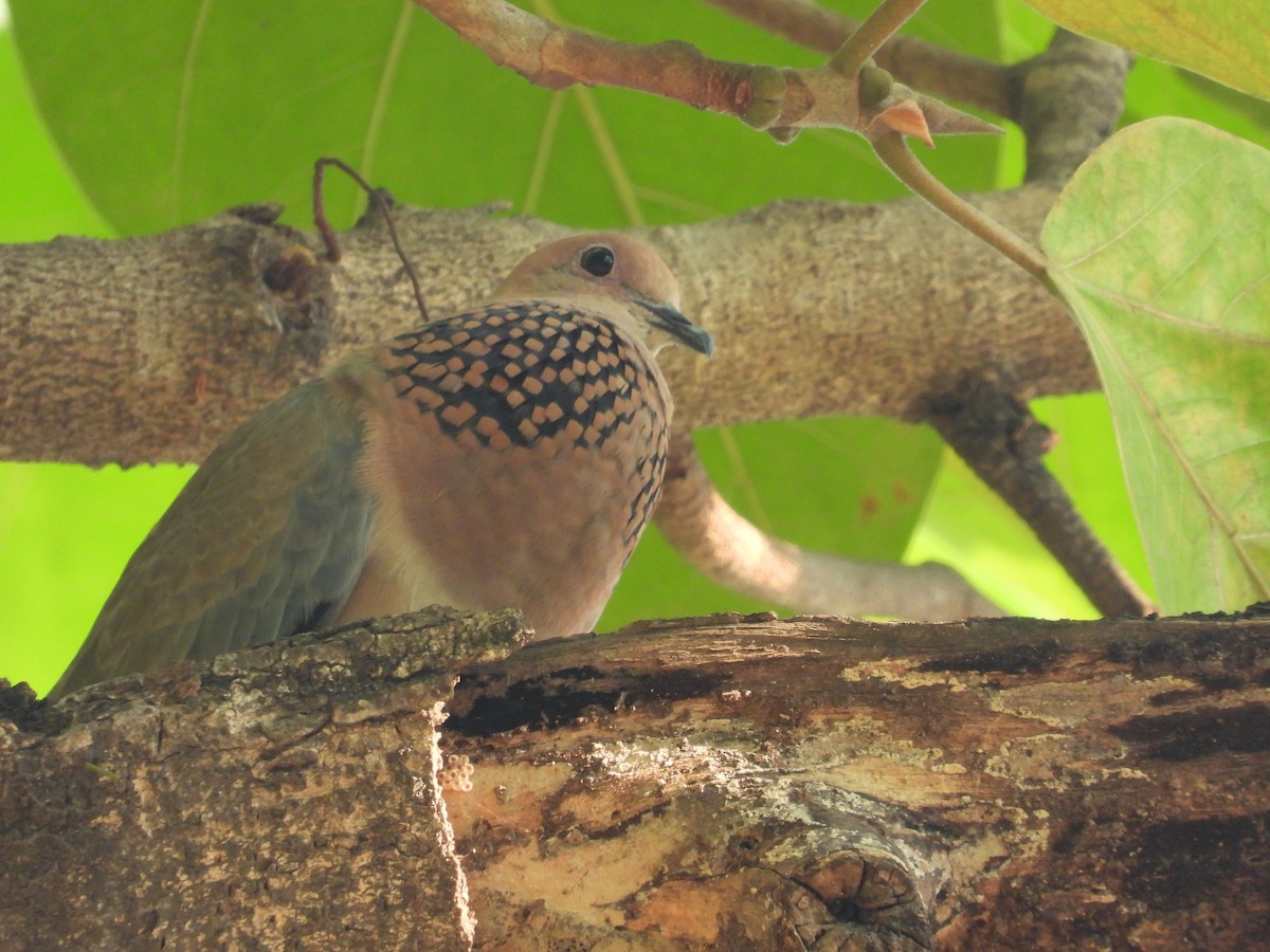 Laughing Dove - ML335245431