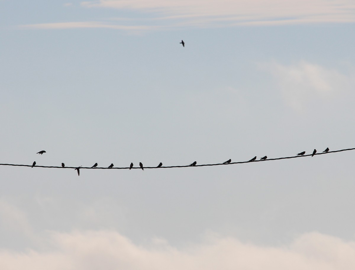 Barn Swallow - Jessie  Brantwein